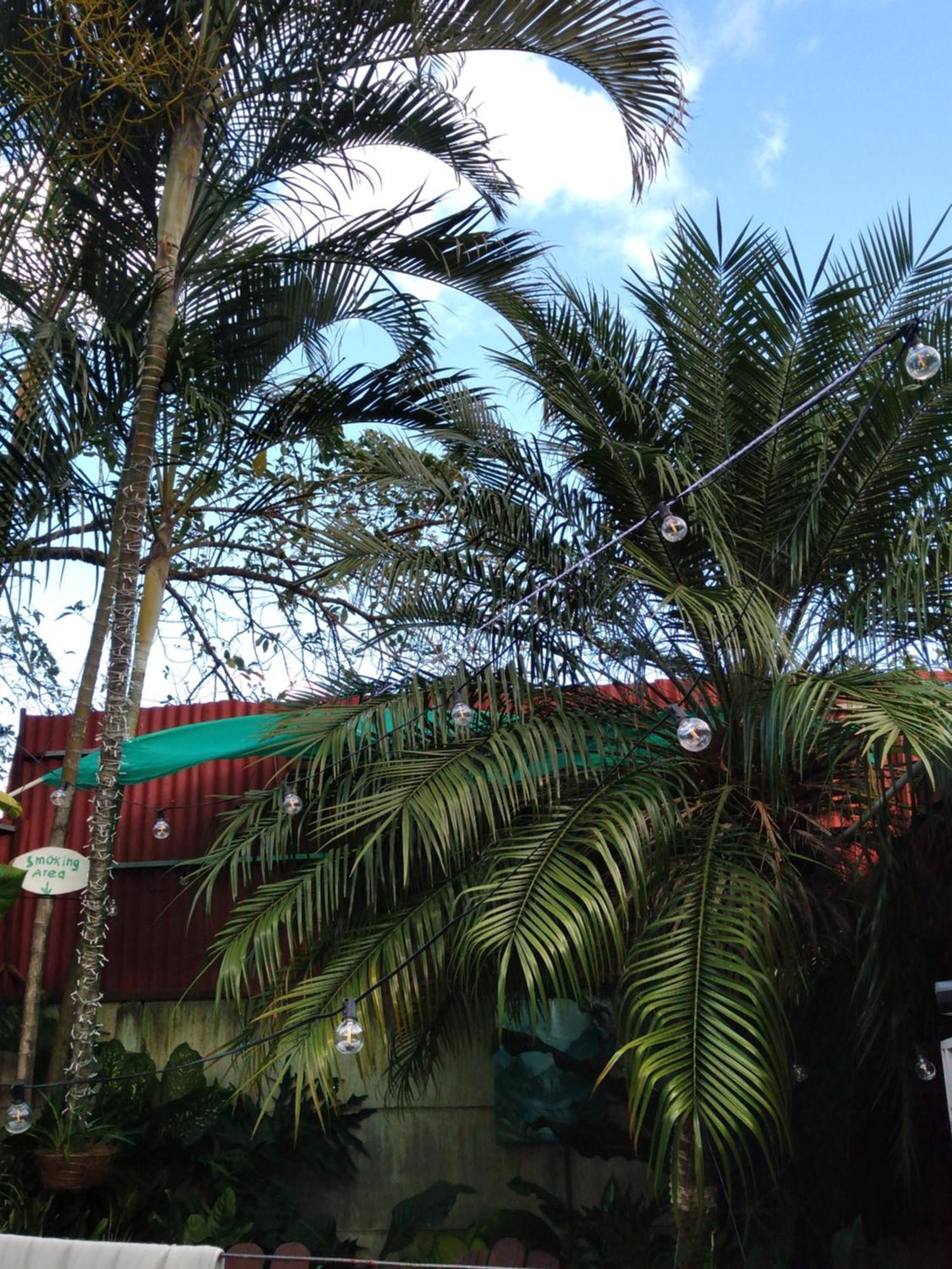 Alexander b&b Alajuela Exterior foto